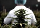 Modifican el régimen de cannabis de uso medicinal: la inscripción al Reprocann y los cultivos permitidos