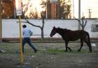 Secuestran nueve caballos y desmontan corrales ilegales en terrenos del Ferrocarril Mitre