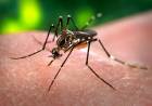 El Ministerio de Salud confirmó tres nuevos casos autóctonos de chikungunya en Córdoba