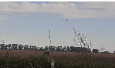 Secuestraron animales en Brikmann