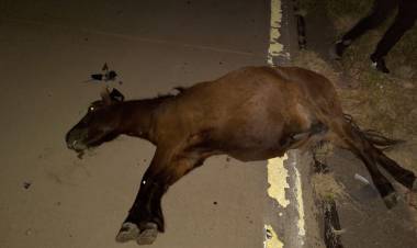 Responsabilidades por choque con animales sueltos en Autovía