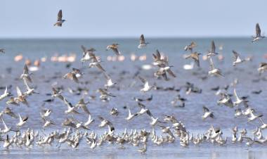 Mar de Ansenuza el humedal más grande de Sudamérica 