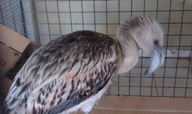 En Laspiur apareció un pichón de Flamenco 