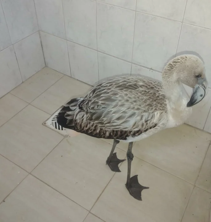 Pequeños flamencos que aparecen en la zona urbana de la región: cómo proceder