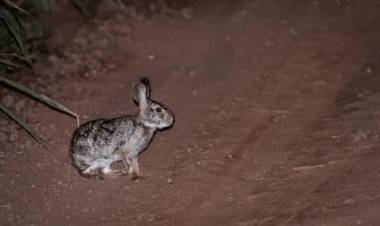 Investigadores hallaron un conejo en peligro de extinción que vive en el Parque Miramar de Ansenuza