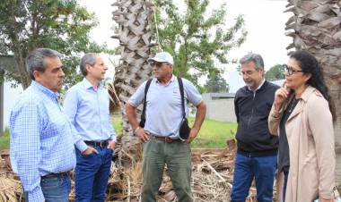 Limpieza y poda de palmeras en Loteo Los Palmares y Altos del Prado