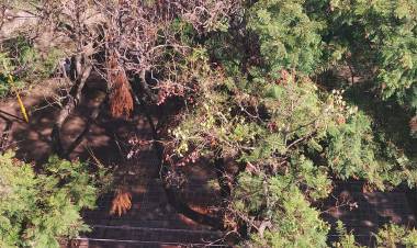 COMUNICADO SOBRE INTERVENCIÓN ECOLÓGICA EN UN GRUPO DE ÁRBOLES