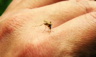 DENGUE: SE CONFIRMÓ UN NUEVO CASO AUTÓCTONO EN  CIUDAD DE CÓRDOBA