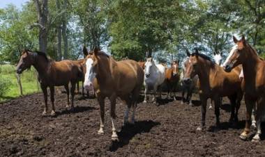 Una mujer murió por encefalitis equina y ya son dos las víctimas fatales desde el inicio del brote