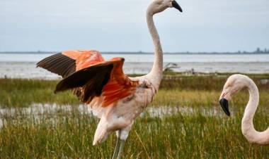 Liberaron dos flamencos australes y 48 aves pequeñas en la región Ansenuza