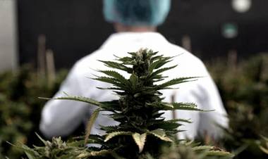 Modifican el régimen de cannabis de uso medicinal: la inscripción al Reprocann y los cultivos permitidos
