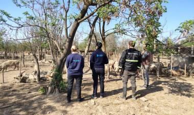 Triquinosis: controles en establecimientos pecuarios en Colón y Capital