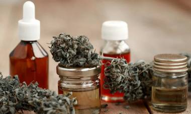 Contra el cannabis medicinal: Bullrich anunció que darán de baja la totalidad de los permisos de cultivo