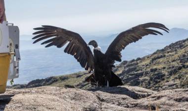 Día del Animal: El compromiso de Córdoba con el rescate y rehabilitación de la fauna silvestre