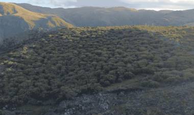 La Provincia prueba alternativas para controlar el avance de plantas exóticas en pastizales