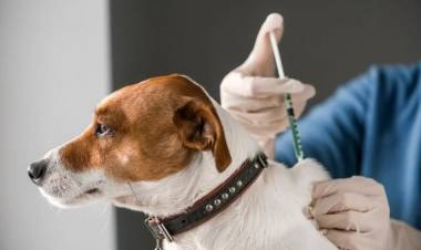 San Francisco: en qué barrios se hará la castración de mascotas esta semana