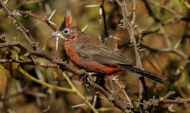 Más de 40 aves recuperadas del cautiverio regresaron a su hábitat