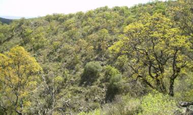 La Provincia optimiza el trámite para Planes de Manejo y Conservación de Bosques Nativos