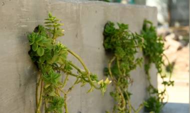 El nuevo Centro Cívico de San Francisco integra especies autóctonas con diseño sustentable