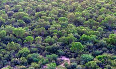 Se extiende la convocatoria del Programa de Pago por Servicios Ambientales para la conservación de bosque nativo