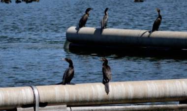 Nueva jornada gratuita de avistaje de aves en la Planta Depuradora