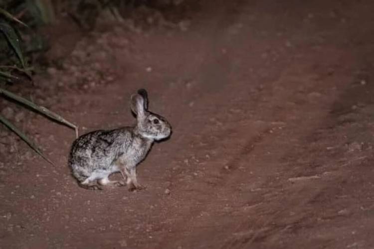 Investigadores hallaron un conejo en peligro de extinción que vive en el Parque Miramar de Ansenuza