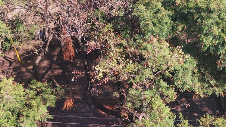 COMUNICADO SOBRE INTERVENCIÓN ECOLÓGICA EN UN GRUPO DE ÁRBOLES