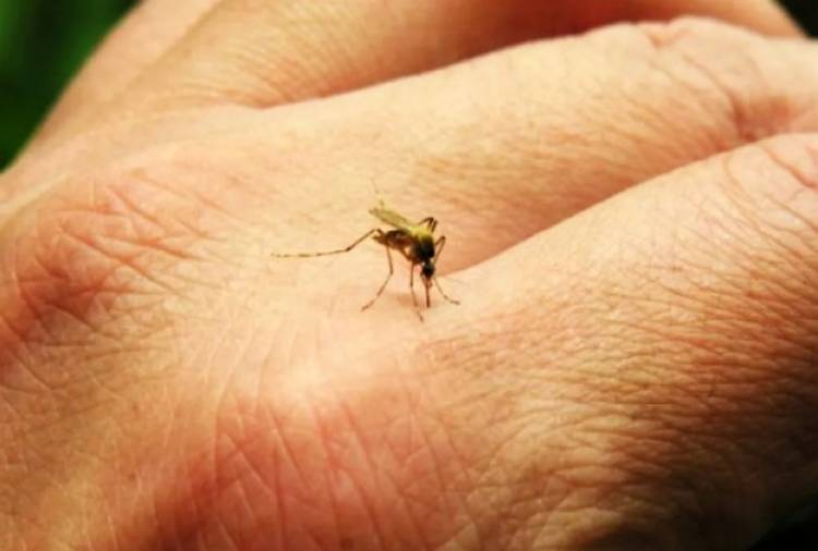 DENGUE: SE CONFIRMÓ UN NUEVO CASO AUTÓCTONO EN  CIUDAD DE CÓRDOBA