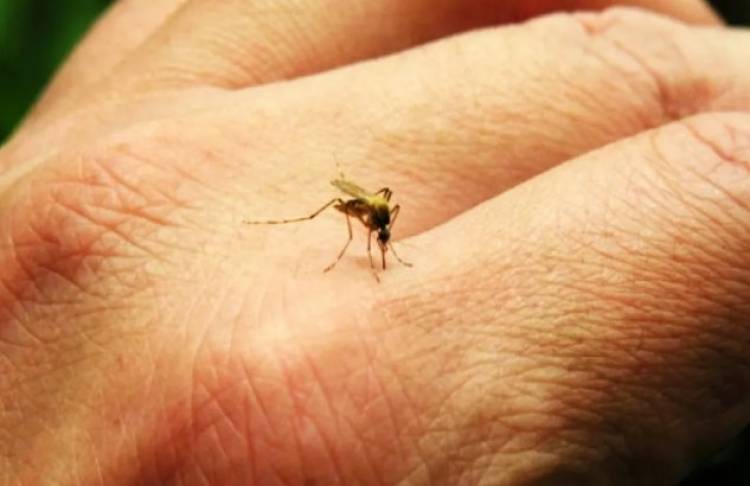 Dengue: desde el Conicet alertan que en Argentina aumentaron un 2.500% los casos