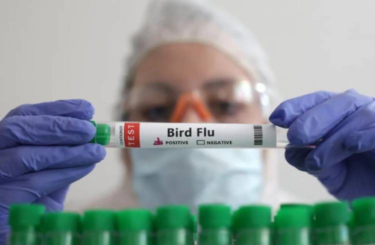 La OMS confirmó la primera muerte por gripe aviar en el mundo