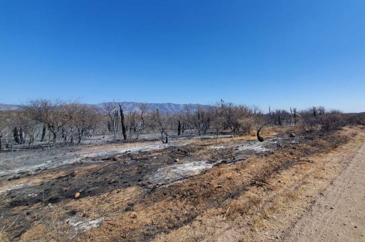 Incendios: la Comisión de Emergencia Agropecuaria solicitó declarar zona de desastre a los sectores afectados por el fuego