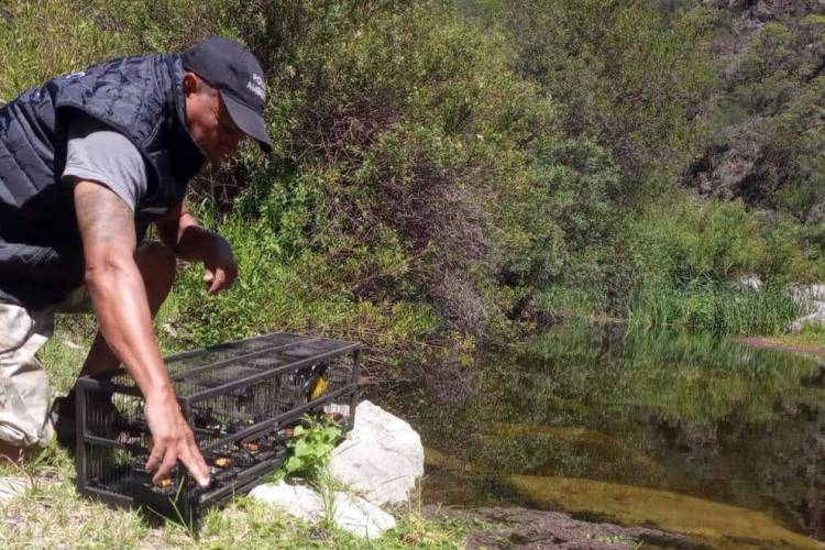 Más de 100 animales recibieron el alta sanitaria y fueron liberados en Punilla y Cruz del Eje