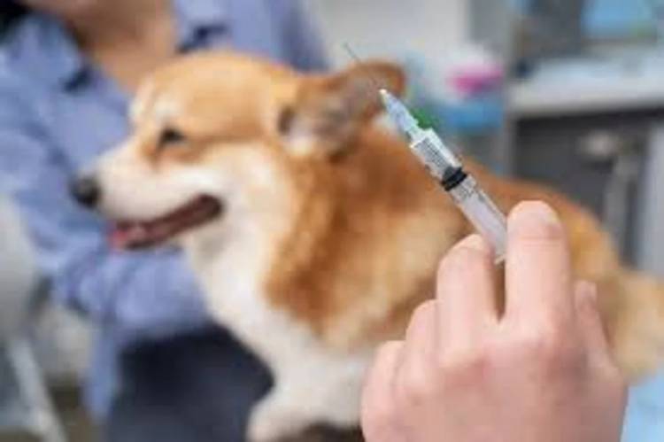 Comienza la campaña gratuita de vacunación antirrábica y castraciones en San Francisco
