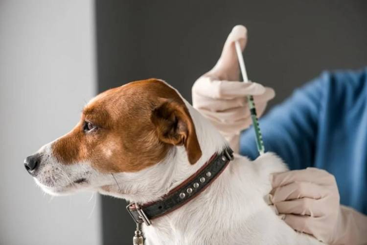 San Francisco: en qué barrios se hará la castración de mascotas esta semana