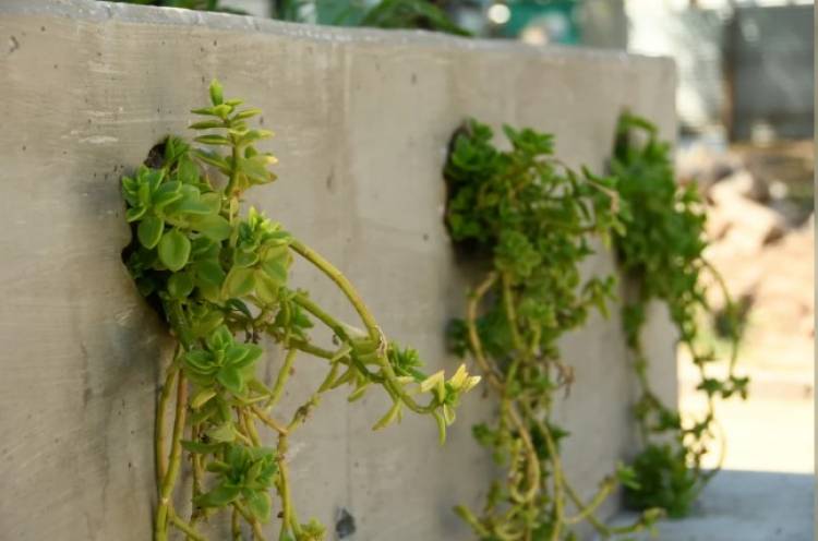 El nuevo Centro Cívico de San Francisco integra especies autóctonas con diseño sustentable