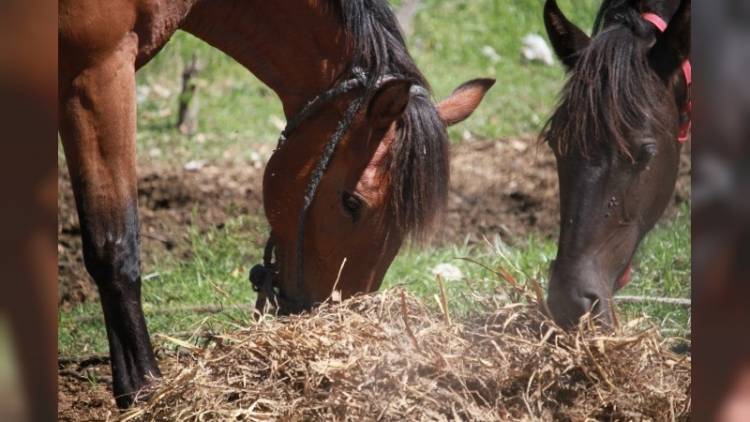 El municipio y la Ipea 222 producen alfalfa para alimentar a caballos incautados en la calle
