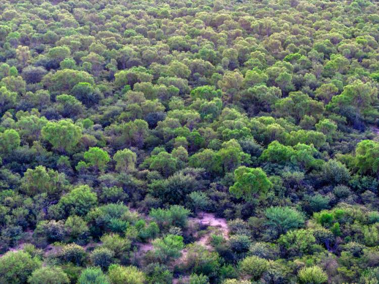 Se extiende la convocatoria del Programa de Pago por Servicios Ambientales para la conservación de bosque nativo