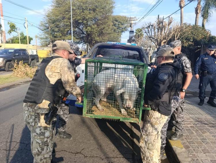 Cordobeses en Alerta: Dos dogos sueltos fueron puestos a resguardo tras una alerta de vecinos